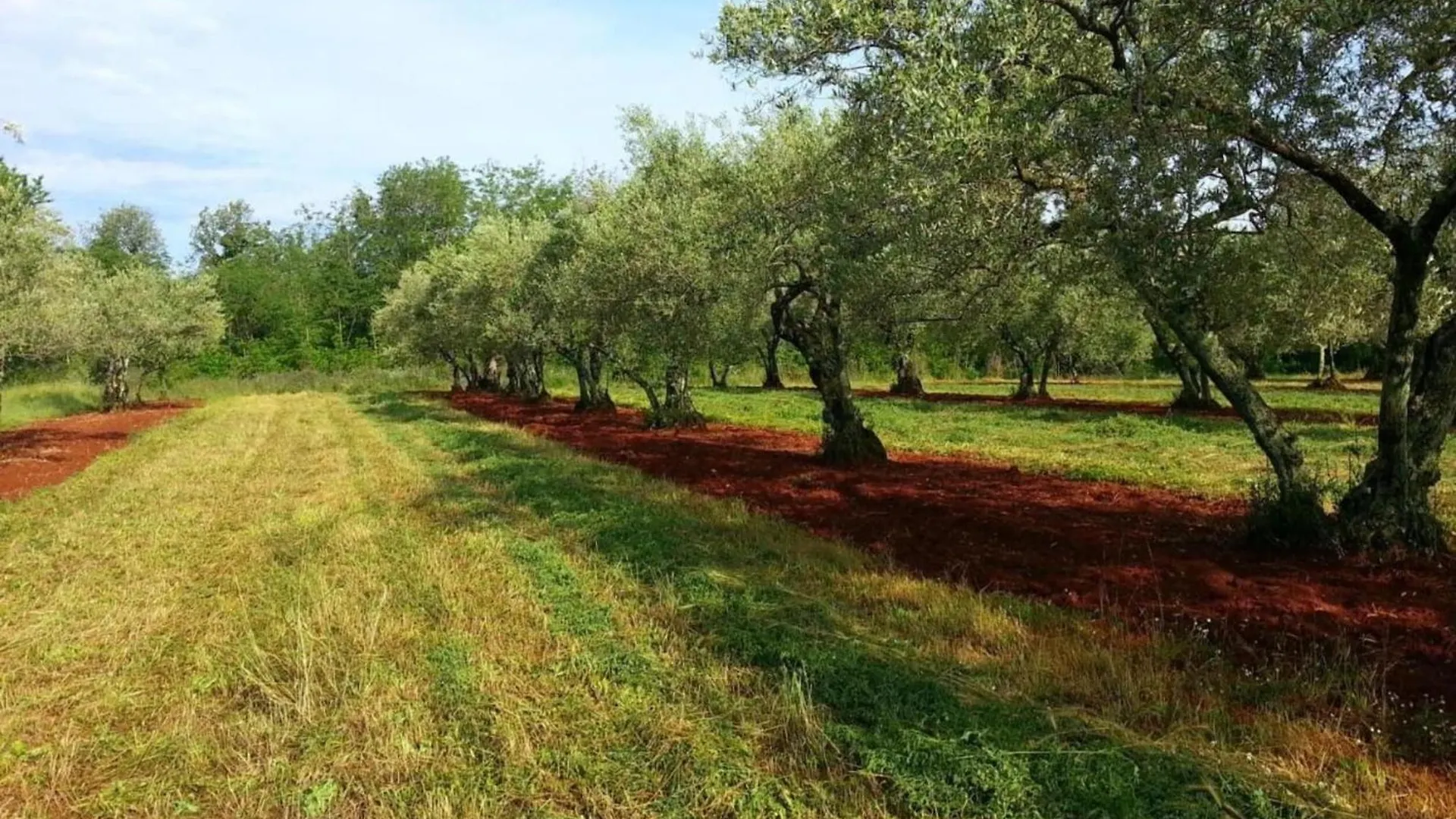 Spacious Holiday Home In Verteneglio Brtonigla